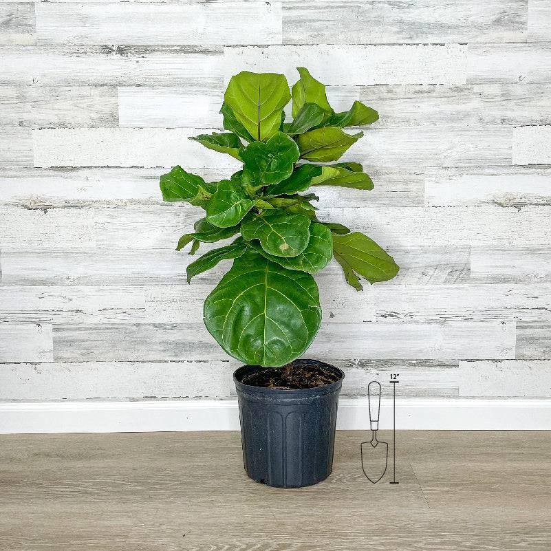 Fiddle Leaf Fig - Tree