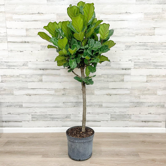 Fiddle Leaf Fig - Tree - 14-inch Pot