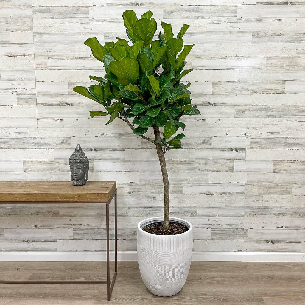 large fiddle leaf fig tree for sale Fiddle Leaf Fig - Tree