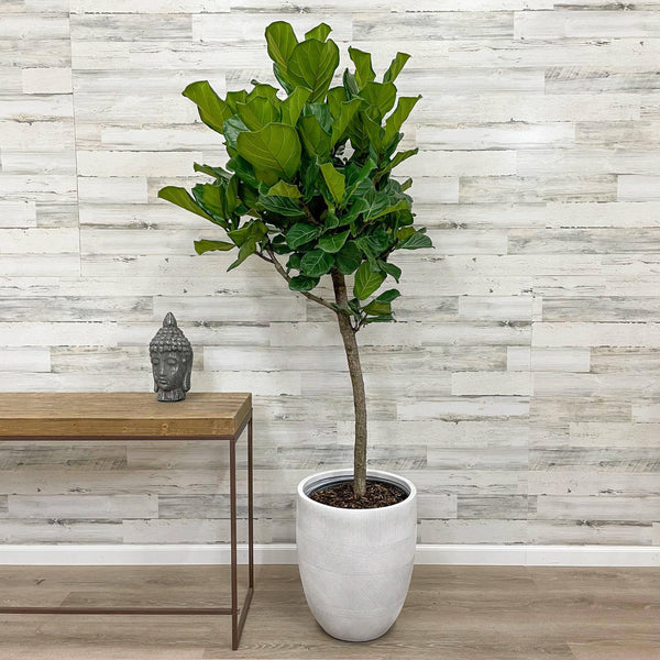 Fiddle Leaf Fig - Tree - 14-inch Pot - Hicks Nurseries