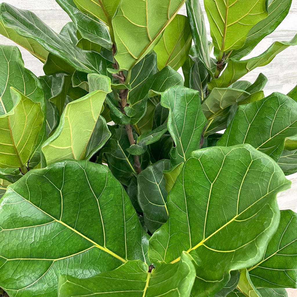 Fiddle Leaf Fig Tree 14inch Pot