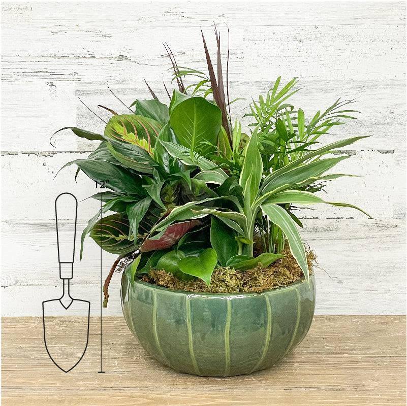 10 inch ceramic plant pot Foliage Dish Garden Planter - Assorted - 10-inch