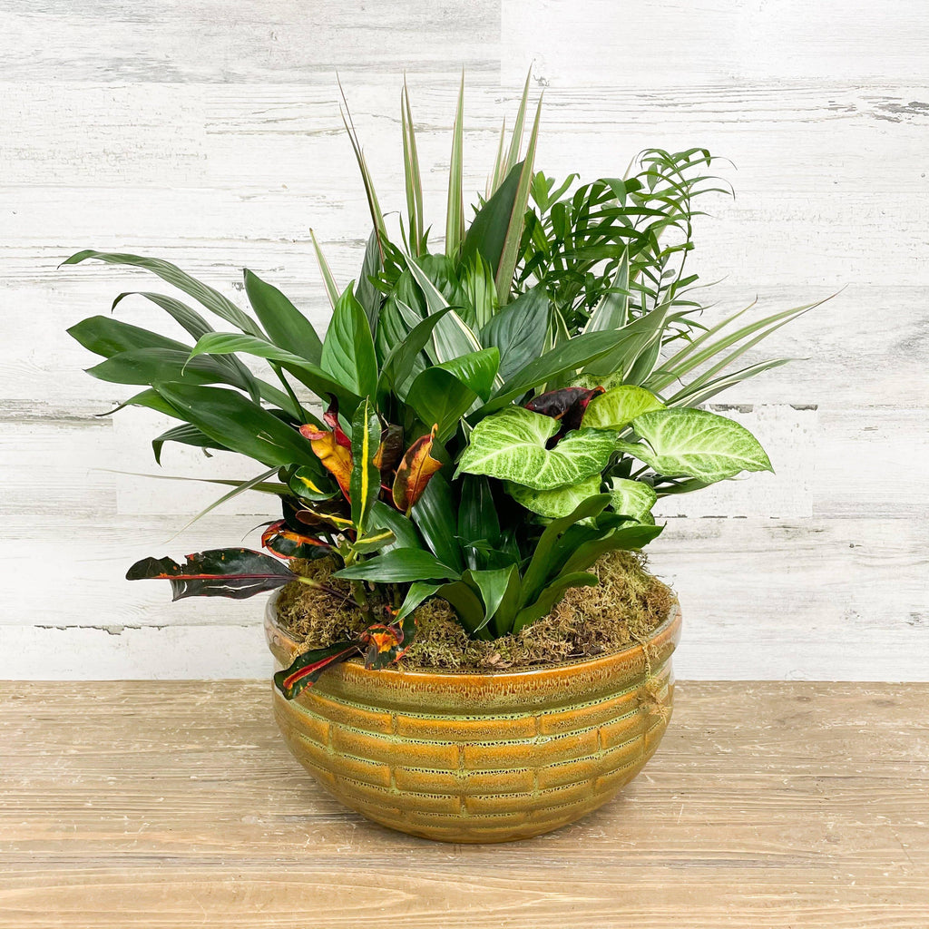 Foliage Dish Garden - Assorted - 12-inch - Ceramic Pot - Hicks Nurseries