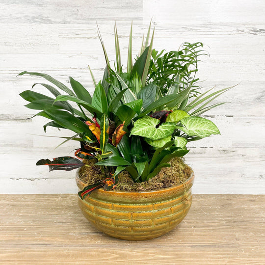 Foliage Dish Garden Planter - Assorted - 12-inch - Ceramic Pot