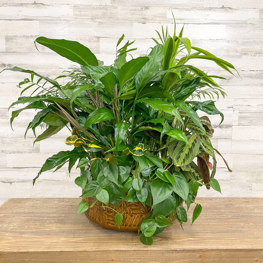 Foliage Dish Garden Planter - Assorted - 14-inch - Ceramic Pot