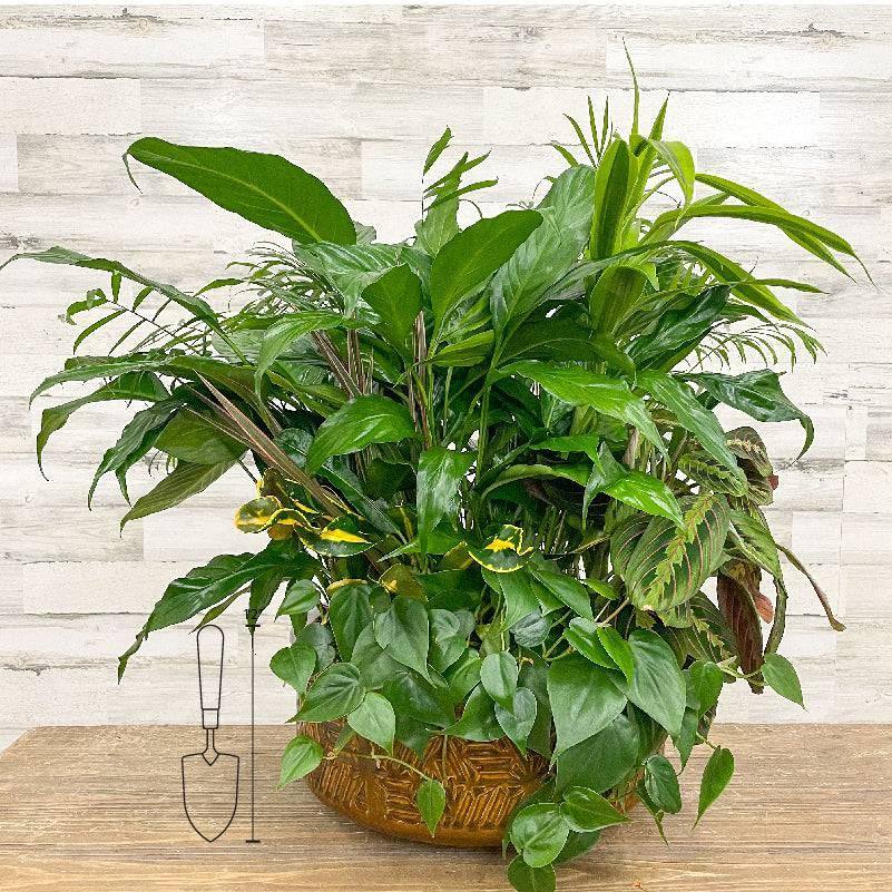 Foliage Dish Garden Planter - Assorted - 14-inch