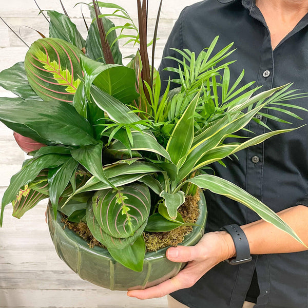 Foliage Dish Garden - Assorted - 8 inch - Ceramic Pot - Hicks Nurseries