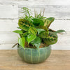Foliage Dish Garden - Assorted - 8 inch - Ceramic Pot - Hicks Nurseries