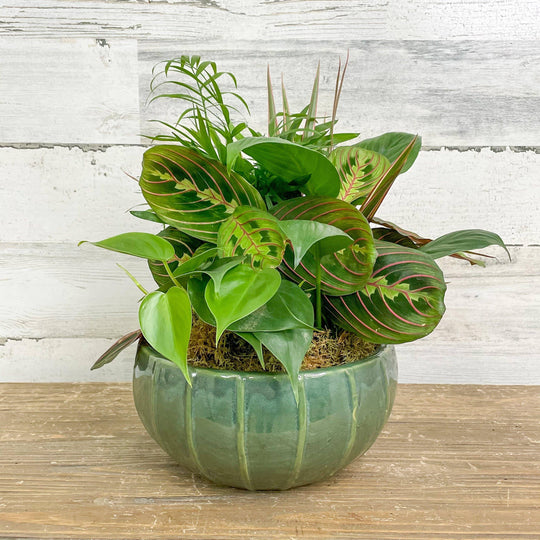 Foliage Dish Garden Planter - Assorted - 8 inch - Ceramic Pot