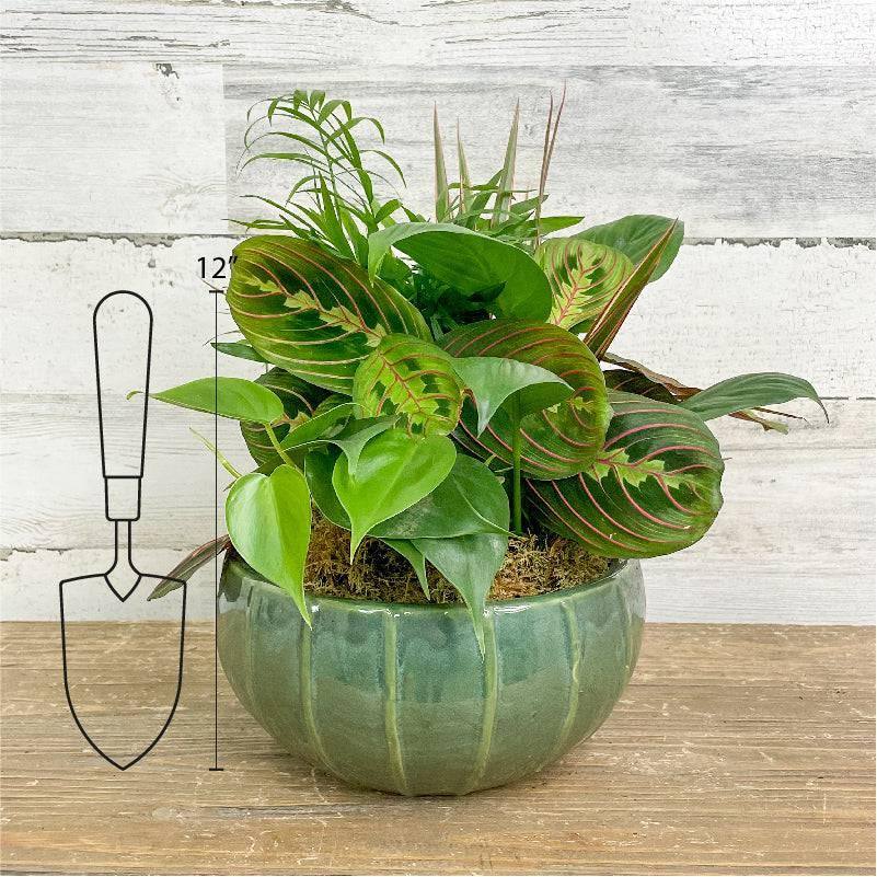 plant pot and dish Foliage Dish Garden Planter - Assorted - 8 inch