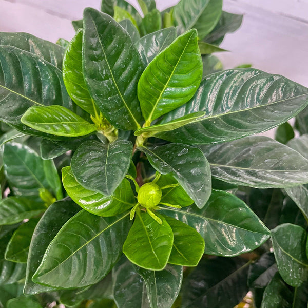 Close-up of the Gardenia - Bush - 8-inch Pot from Pickup & Local Delivery Only, featuring clusters of shiny dark green leaves with fresh light green growth. The blurred background accentuates its healthy, low-maintenance foliage.