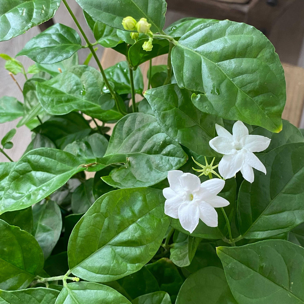 white sambac jasmine house plant Jasminum sambac, Mogra, Arabian Jasmine Plant in 6 inch Pot