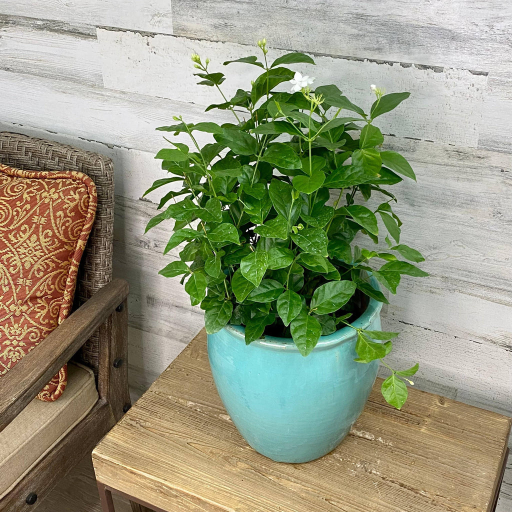 indoor plants jasmine Jasminum sambac, Mogra, Arabian Jasmine Plant in 6 inch Pot