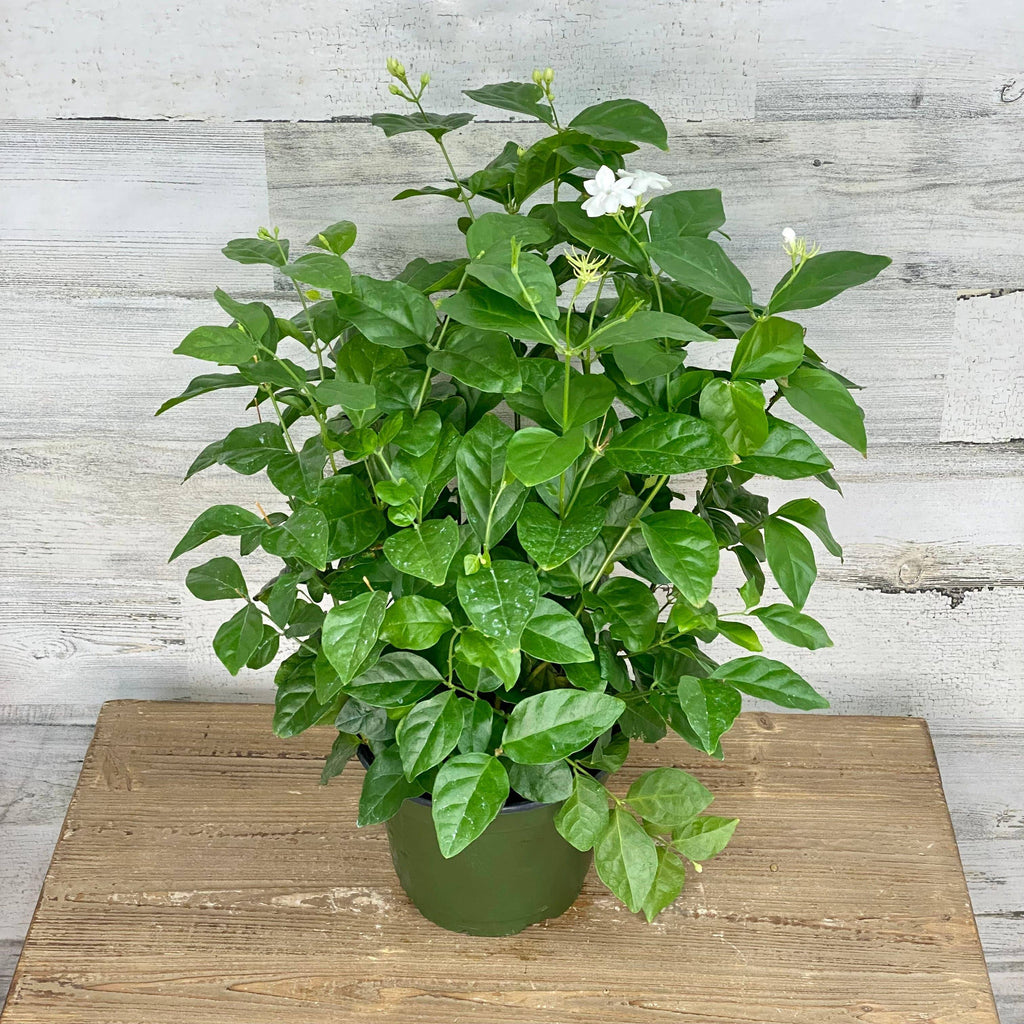 jasmine indoor plant near me Jasmine - Sambac