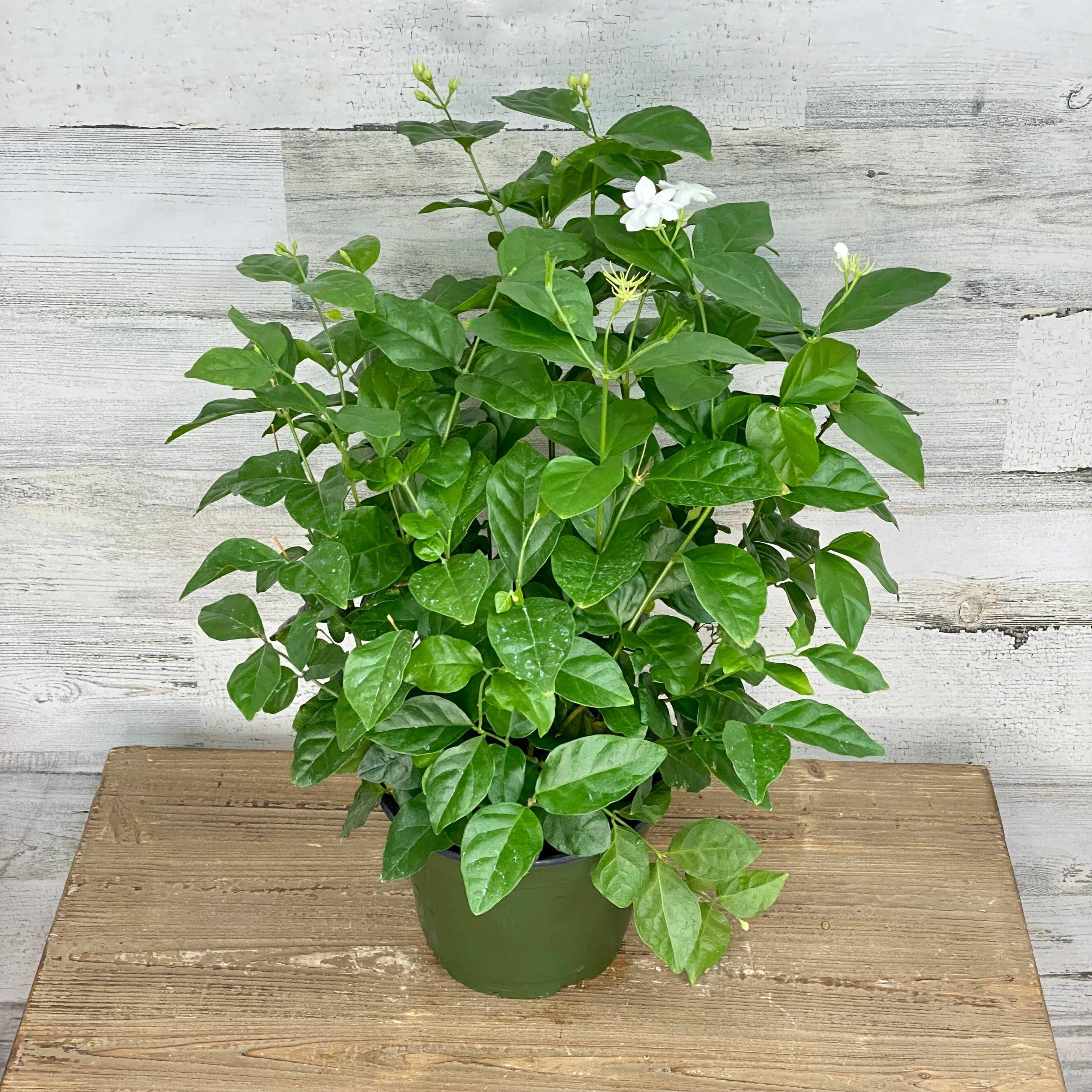 jasmine indoor plant Jasminum sambac, Mogra, Arabian Jasmine Plant in 6 inch Pot