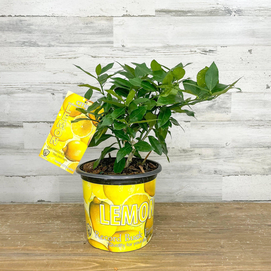 Lemon - Eureka - 1 gallon Pot - Hicks Nurseries