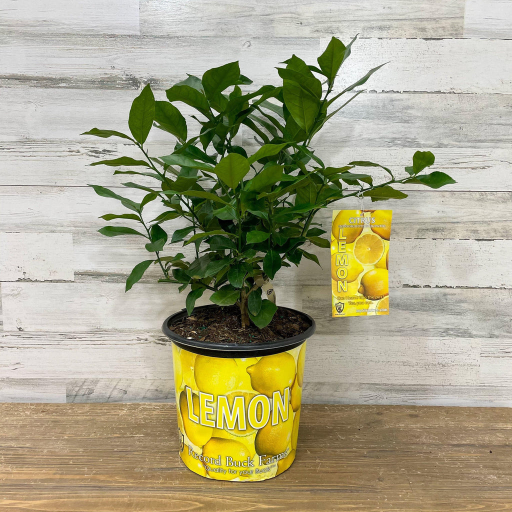 Lemon - Eureka - 3 gallon Pot - Hicks Nurseries