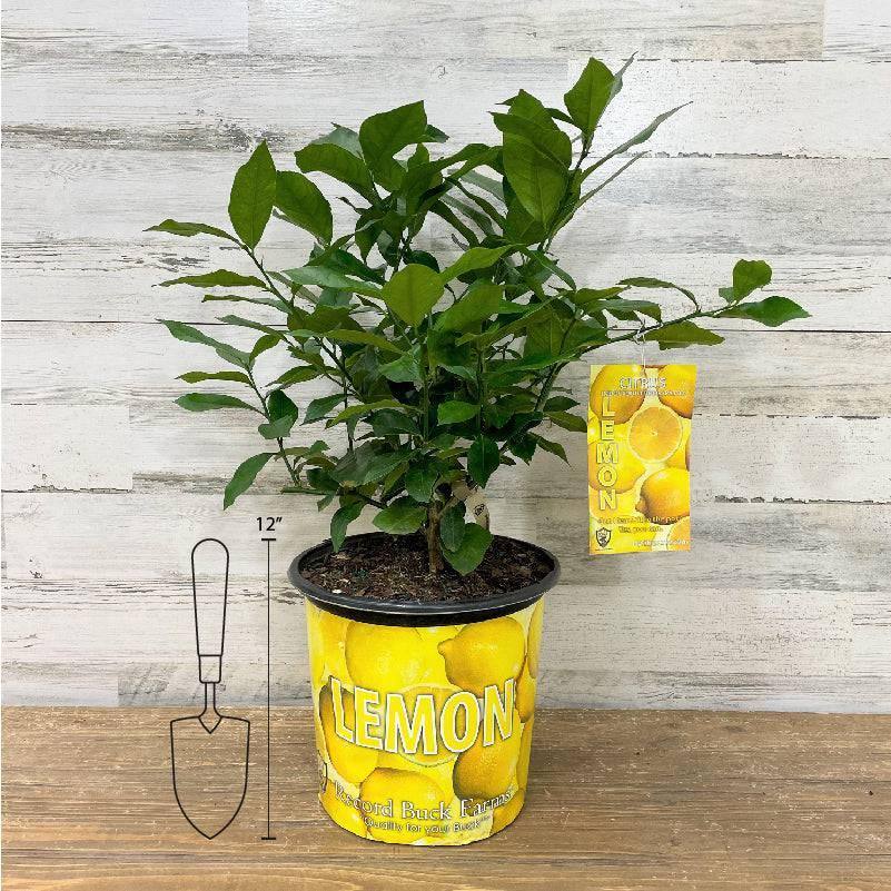 pot size for lemon plant Lemon - Eureka