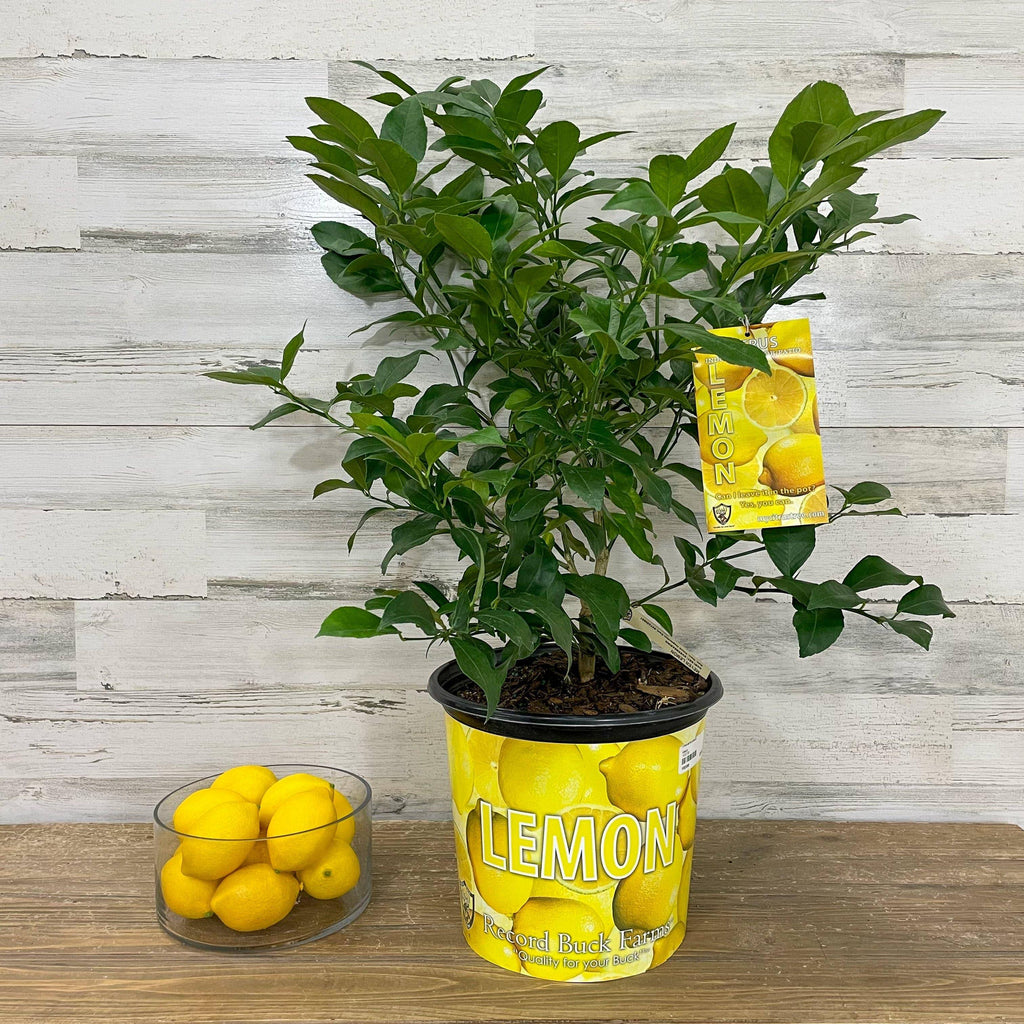 lemon plant in pot Lemon - Meyer
