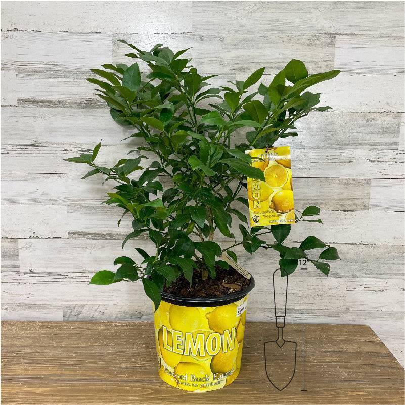 lemon tree potted plant Lemon - Meyer