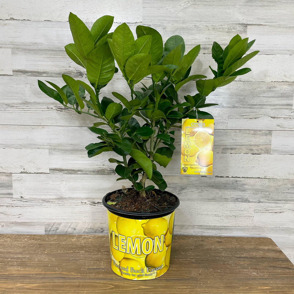 Lemon - Ponderosa - 1 gallon Pot - Hicks Nurseries