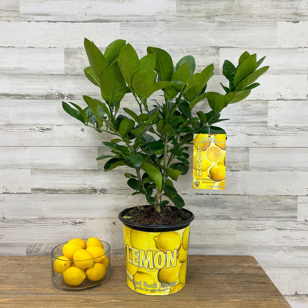 Lemon - Ponderosa - 3 gallon Pot - Hicks Nurseries