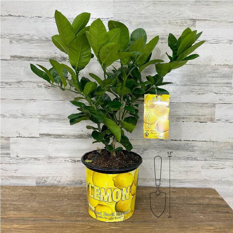 lemon tree planting pot Lemon - Ponderosa
