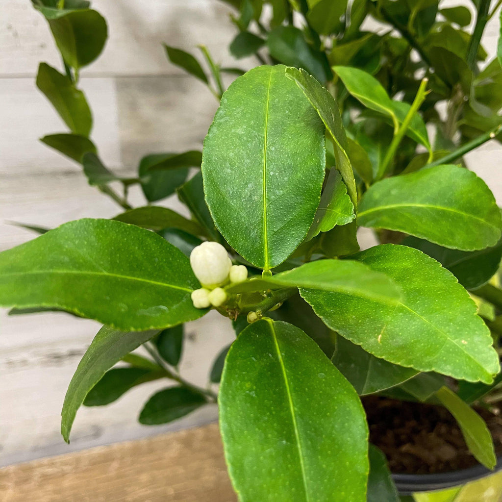 Lime - Persian - 1 gallon Pot