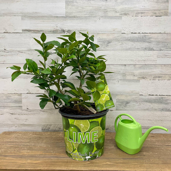 Lime - Persian - 1 gallon Pot - Hicks Nurseries