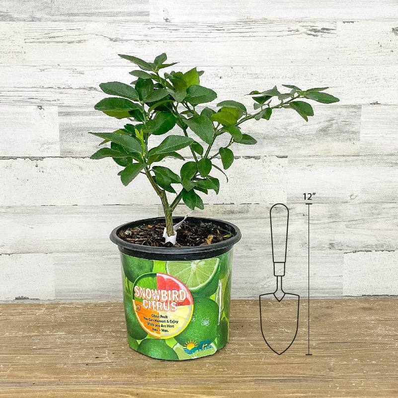 Lime - Persian - 1 gallon Pot