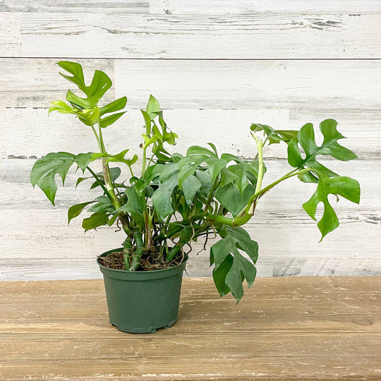 Mini Monstera - 6-inch Pot
