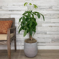 pots for money tree Money Tree - Braided