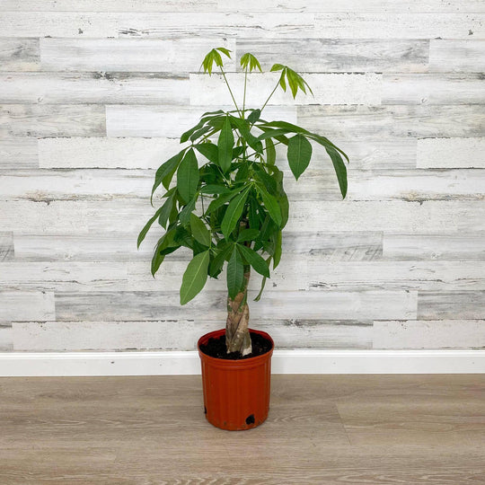 Money Tree - Braided - 10-inch Pot
