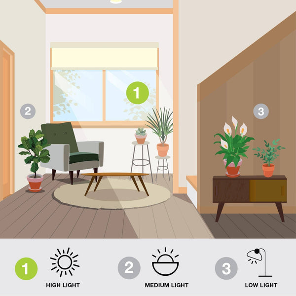 Orange - Calamondin - 1 gallon Pot - Hicks Nurseries