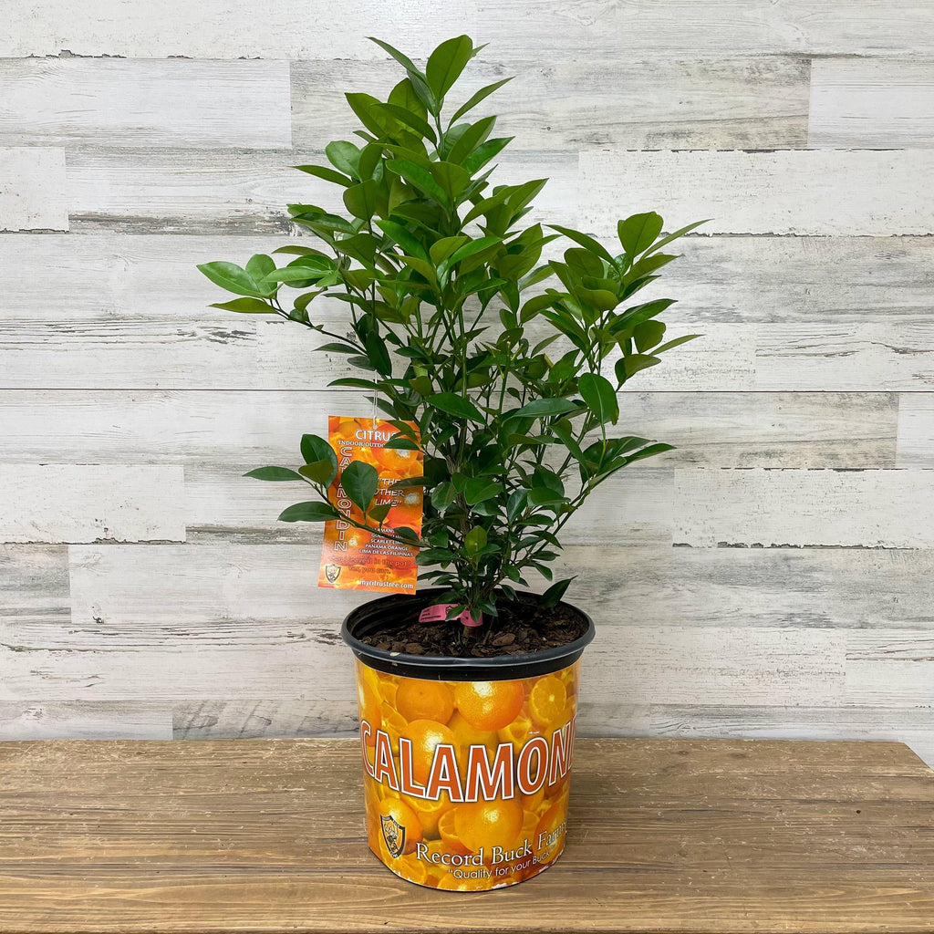 Orange - Calamondin - 3 gallon Pot - Hicks Nurseries