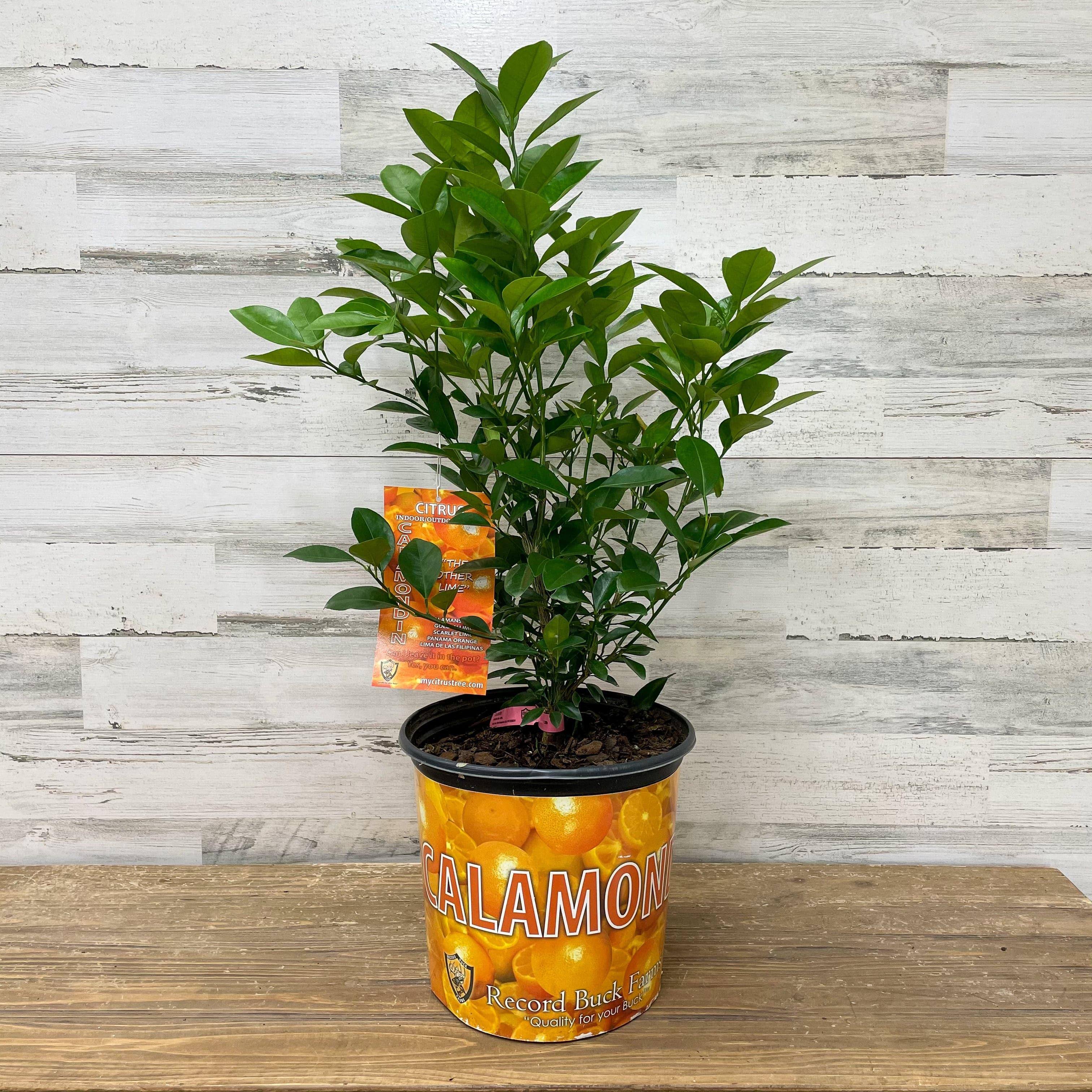 calamondin orange tree soil california Orange - Calamondin