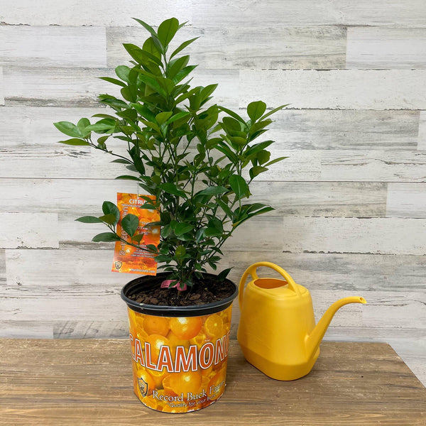 Orange - Calamondin - 3 gallon Pot - Hicks Nurseries