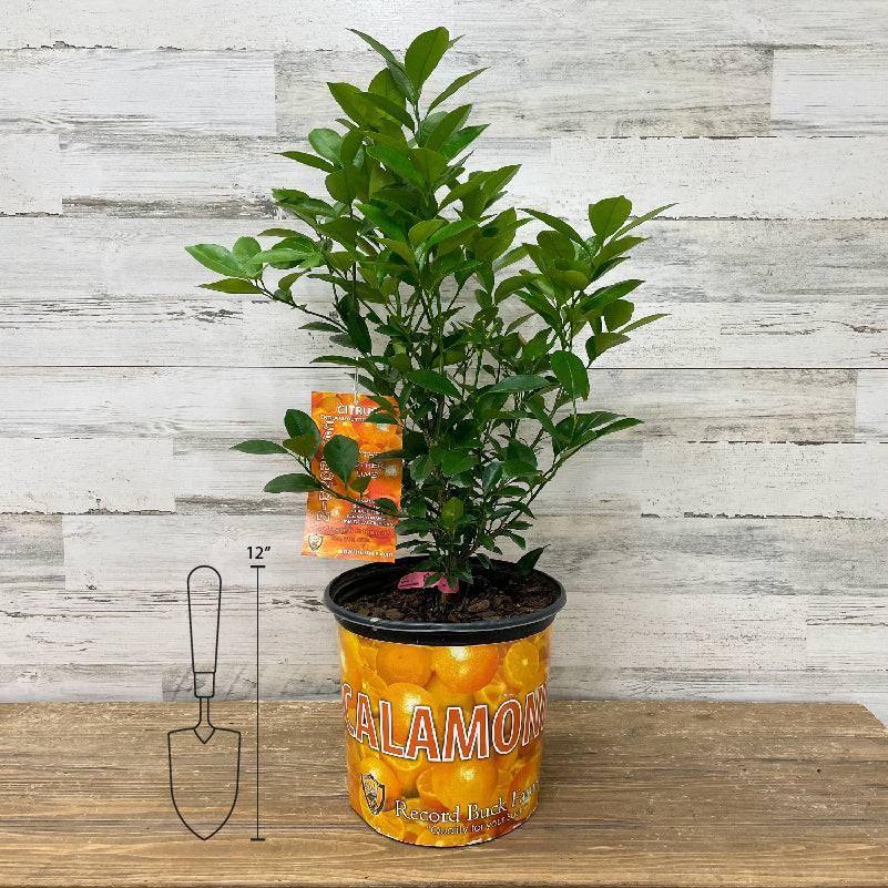 Orange - Calamondin