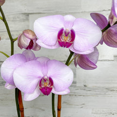 Orchid - 5-inch