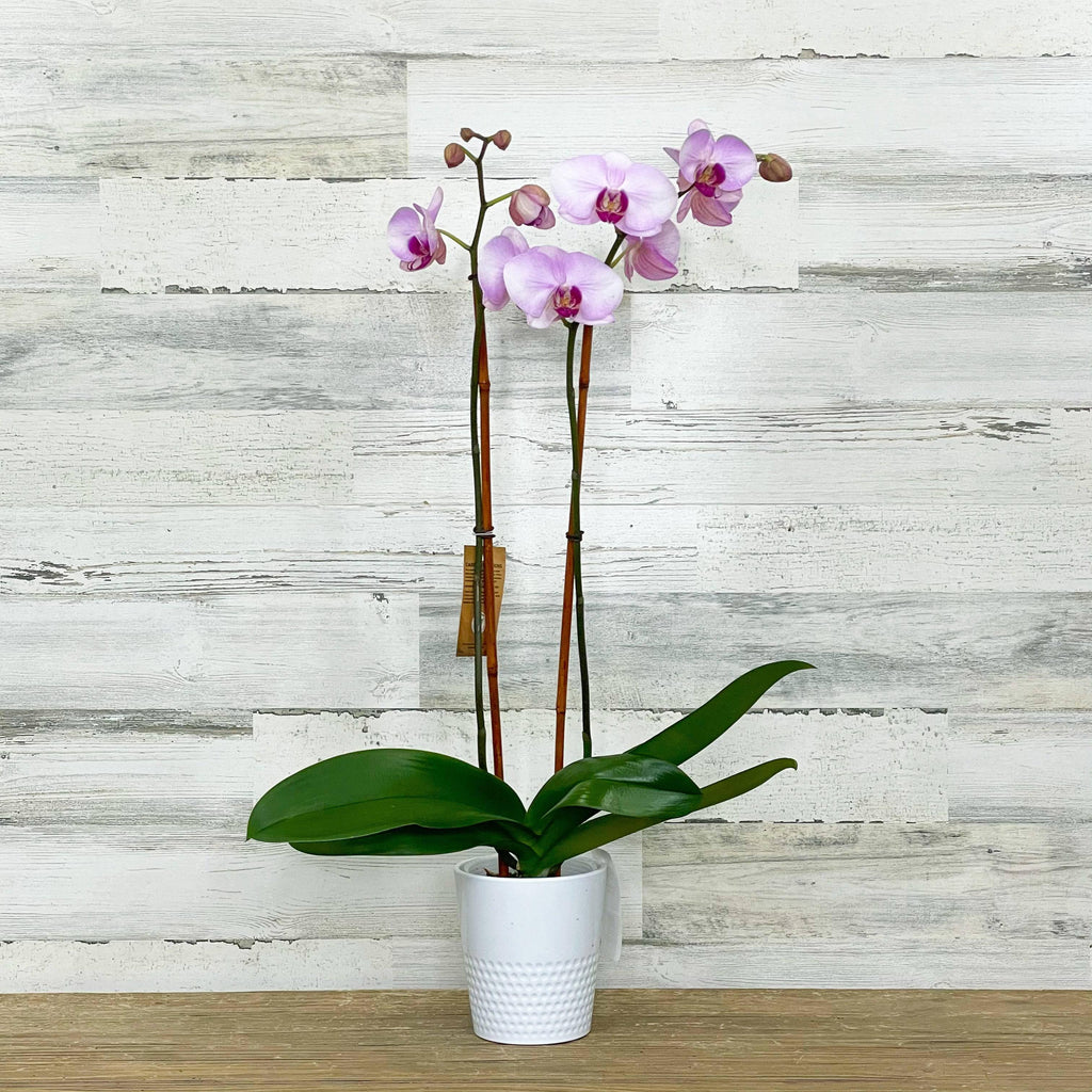 planting orchids in ceramic pots Orchid - 5-inch