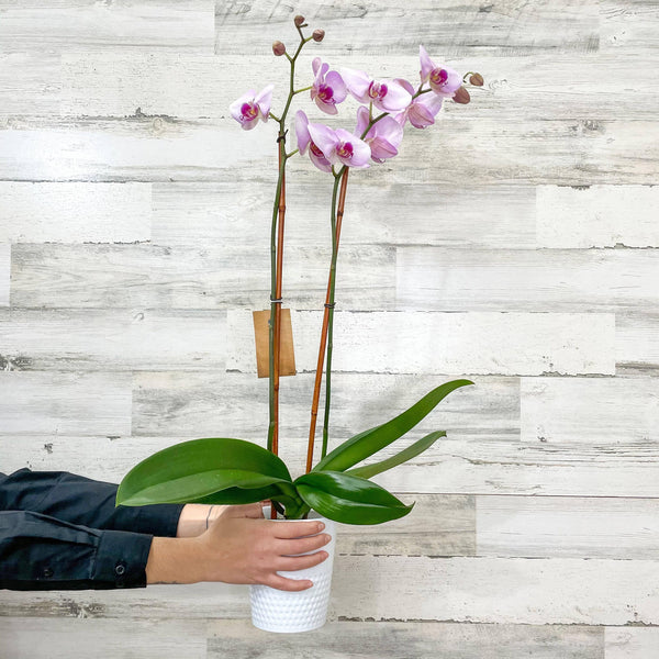 Orchid - 5-inch - Ceramic Pot - Hicks Nurseries