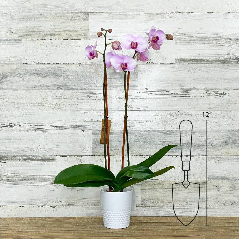 5 inch indoor planter Orchid - 5-inch