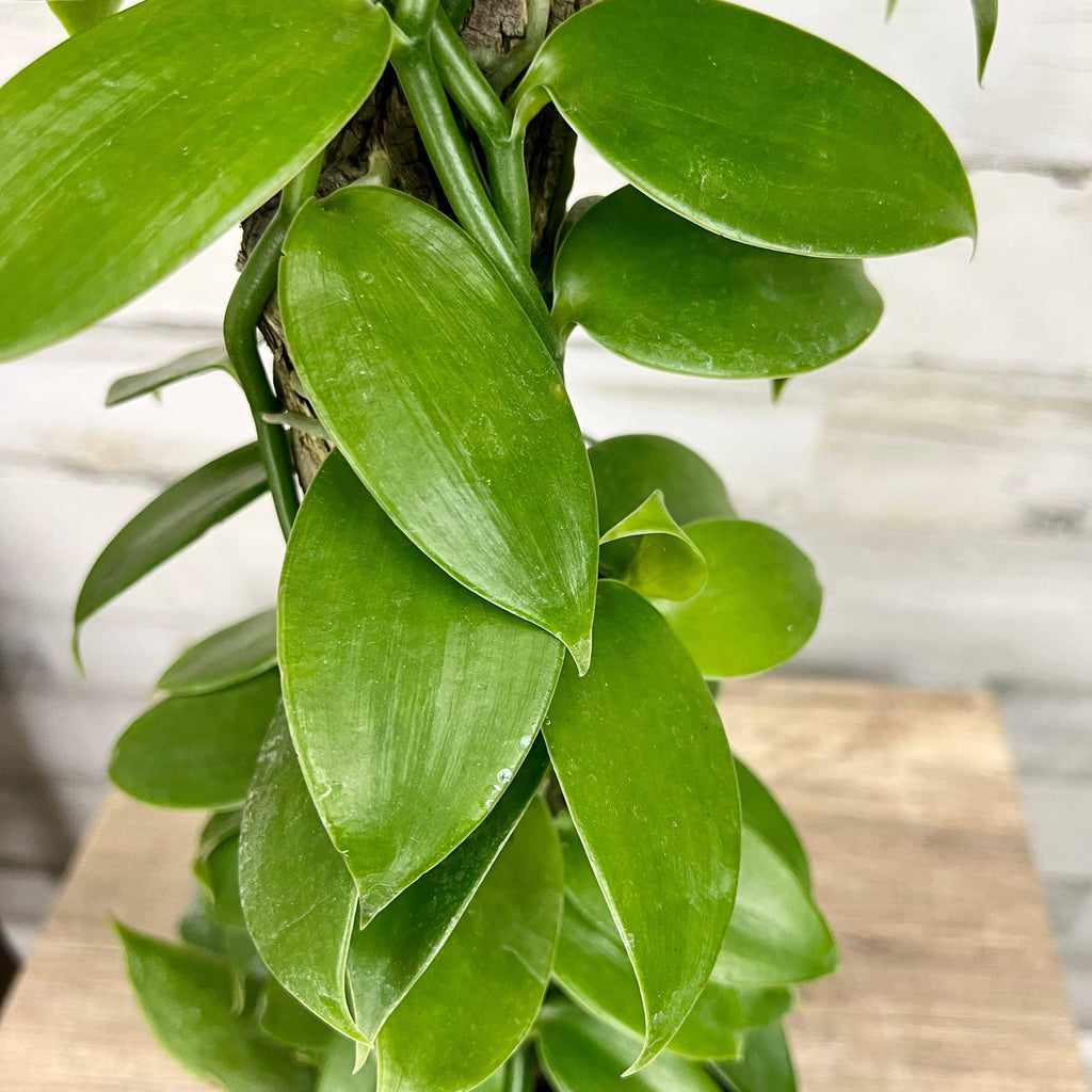 Vanilla Planifolia Orchid