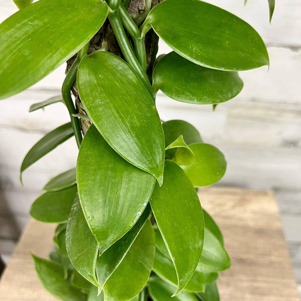 Orchid - Vanilla - 6-inch totem - Hicks Nurseries