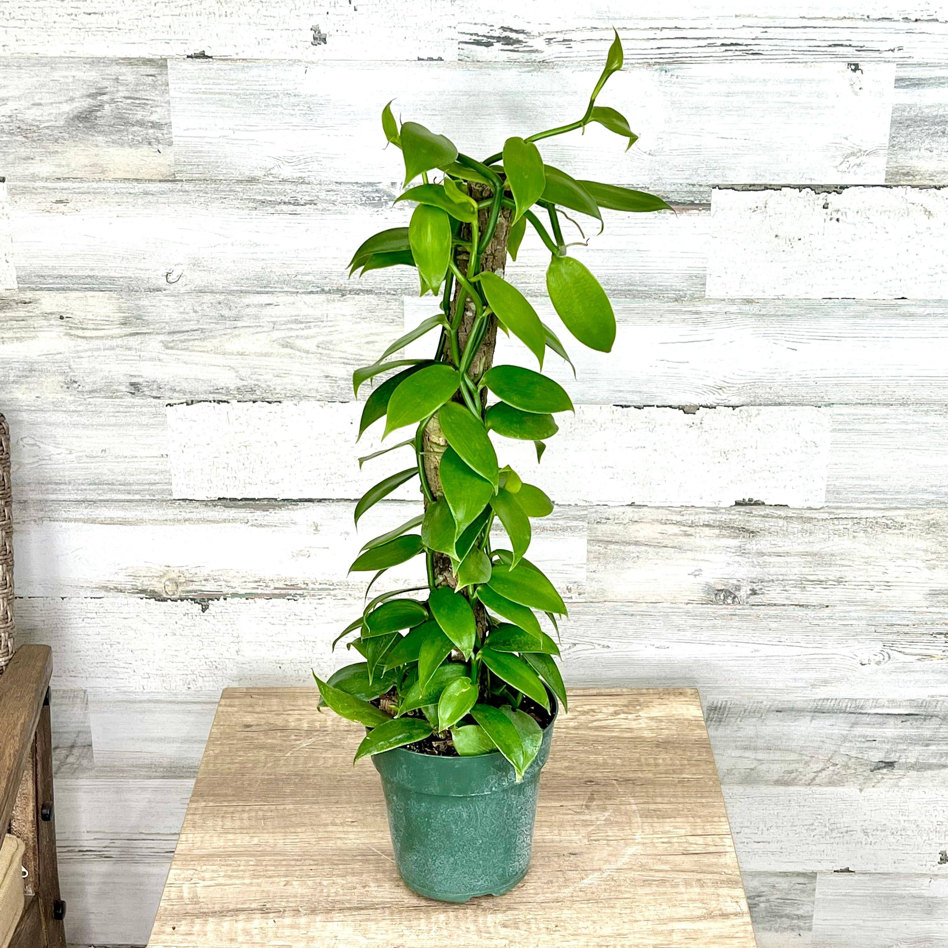 vanilla plant indoors Orchid - Vanilla