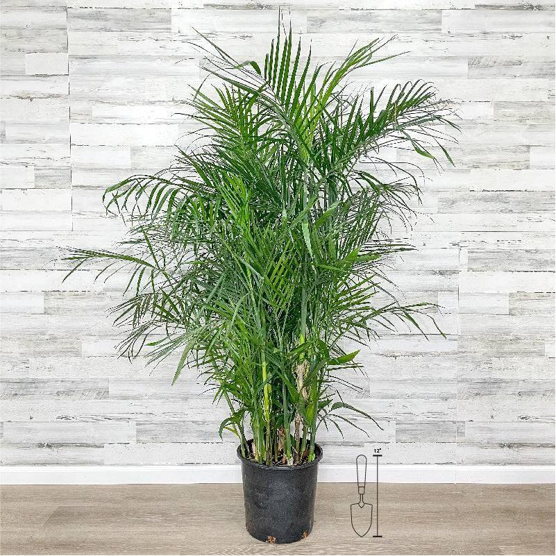 buy bamboo palm plant Palm - Bamboo