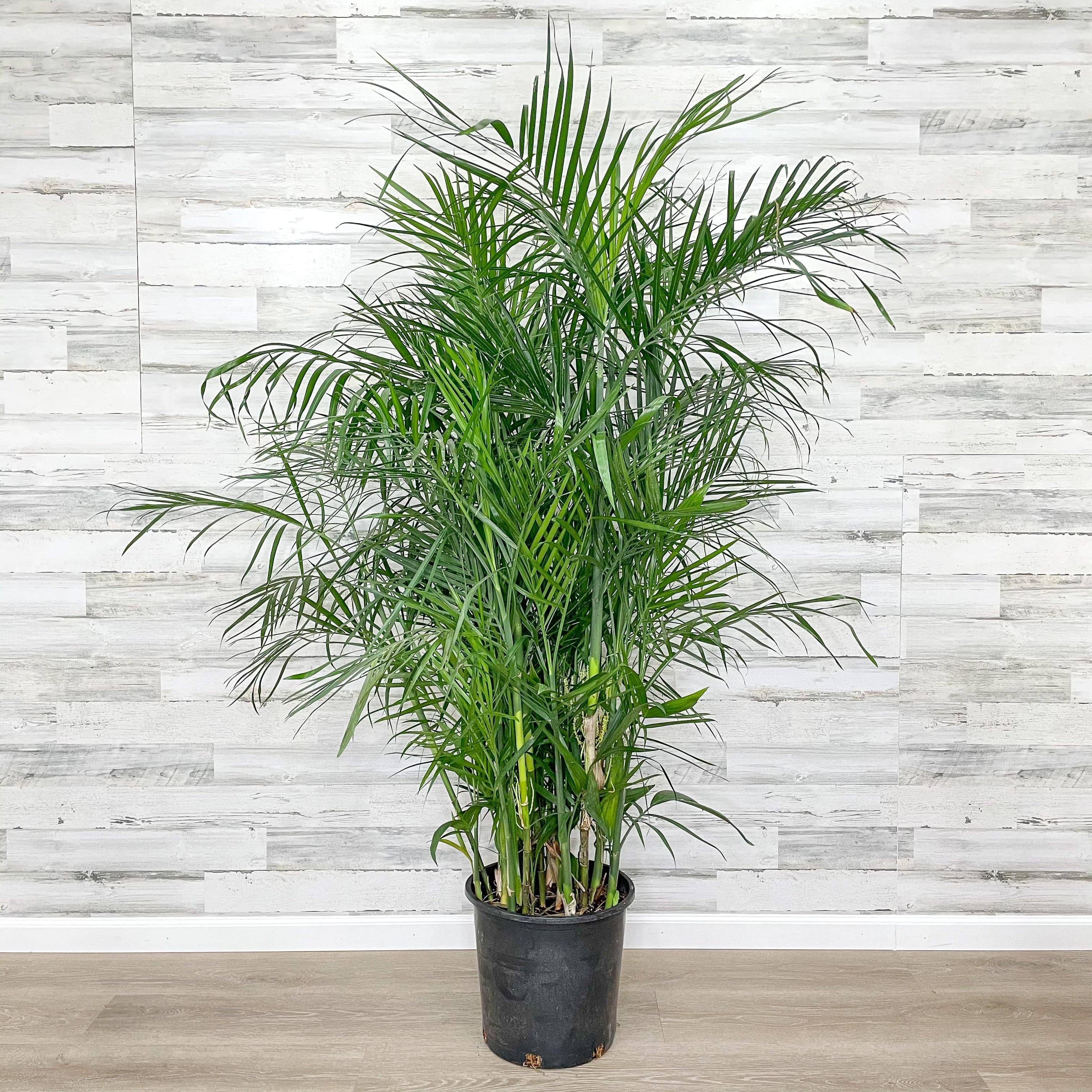 palm bamboo plants Palm - Bamboo