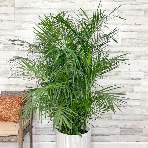Palm - Bamboo - 14-inch Pot - Hicks Nurseries