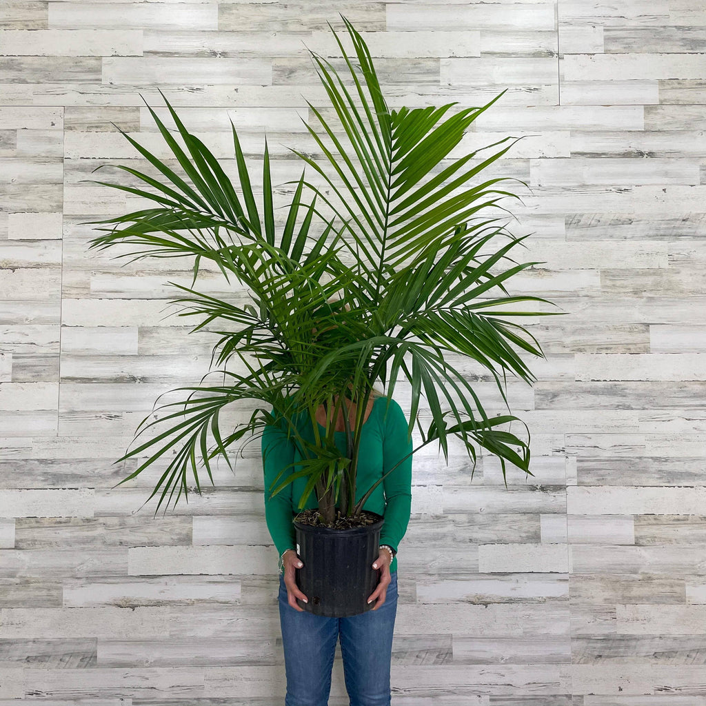 Palm Majesty 10inch Pot