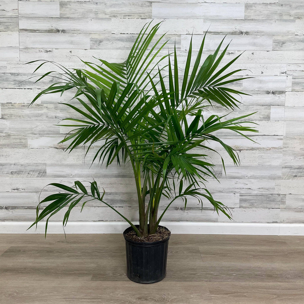 palm plants at home depot Palm - Majesty